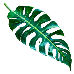 Monstera Leaf Vein Details PNG Kfj66