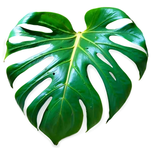 Monstera Leaf Vein Details PNG Rlc8 PNG