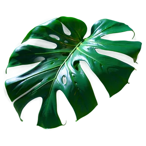 Monstera Leaf Vein Details Png Yrn40 PNG image