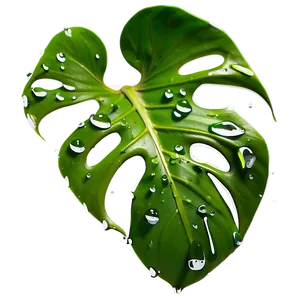 Monstera Leaf With Drops PNG 05232024