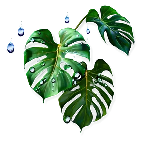 Monstera Leaf With Drops PNG 93