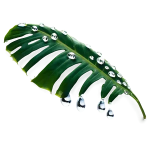 Monstera Leaf With Drops Png Ady PNG image