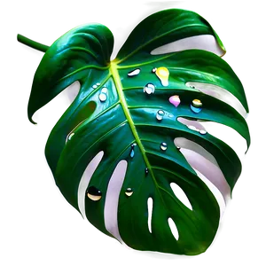 Monstera Leaf With Drops PNG Ryt76 PNG