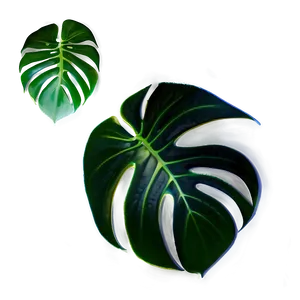 Monstera Leaf With Shadow PNG 05232024