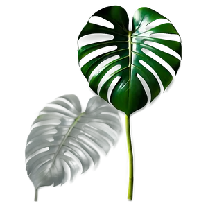Monstera Leaf With Shadow PNG 18