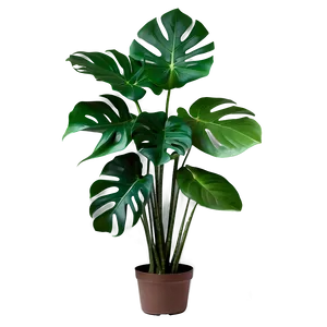 Monstera Plant Garden PNG Nto69 PNG