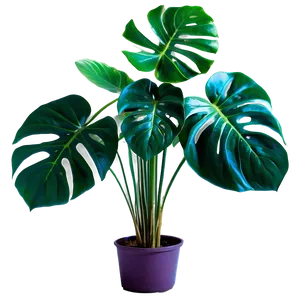 Monstera Plant Garden PNG Vnw70 PNG