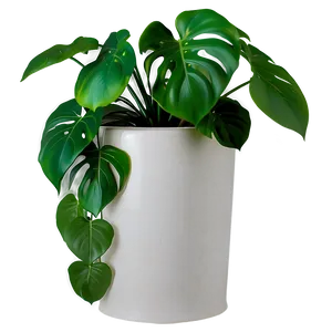Monstera Plant In Corner PNG Djd PNG