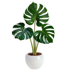 Monstera Plant In Glass Pot PNG 97