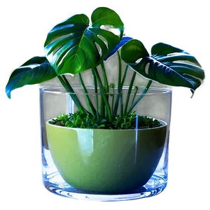 Monstera Plant In Glass Pot PNG Cls PNG