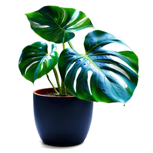 Monstera Plant In Living Room Png Axf PNG image