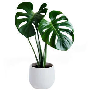 Monstera Plant In Living Room Png Vis PNG image