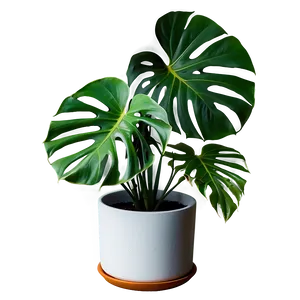 Monstera Plant In Minimalist Home PNG 48 PNG