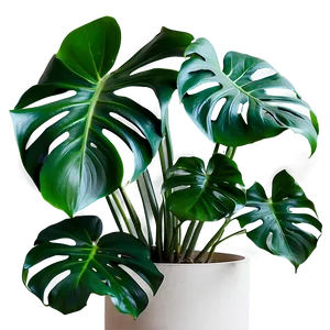 Monstera Plant In Minimalist Home PNG Dht43 PNG