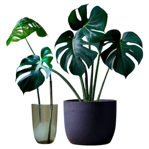 Monstera Plant In Minimalist Home PNG Wfj51 PNG