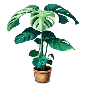 Monstera Plant In Wild PNG 05232024
