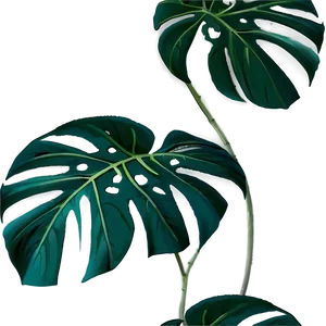 Monstera Plant In Wild PNG 65