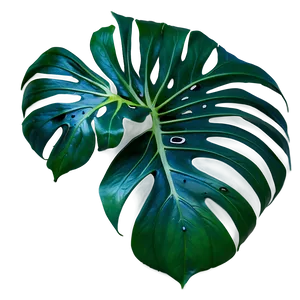 Monstera Plant In Wild Png Hur PNG image