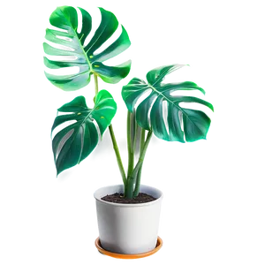 Monstera Plant Indoor PNG 23 PNG