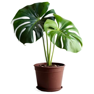 Monstera Plant Indoor Png Ahh13 PNG image