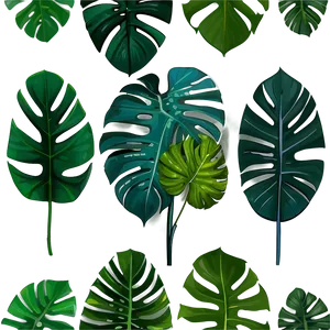 Monstera Plant Indoor PNG Iiv PNG