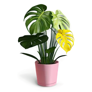 Monstera Plant Indoor PNG Iur63 PNG