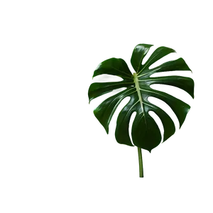 Monstera Plant Isolated PNG Odx
