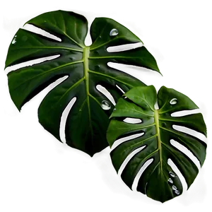 Monstera Plant Isolated PNG Vrl99