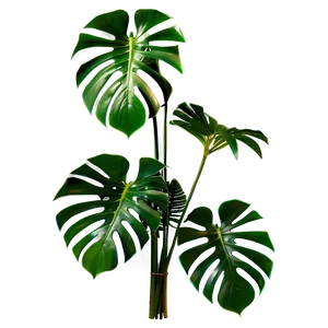 Monstera Plant Isolated PNG Xqx