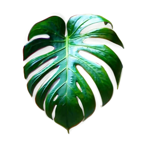 Monstera Plant Leaf Png 06212024 PNG image