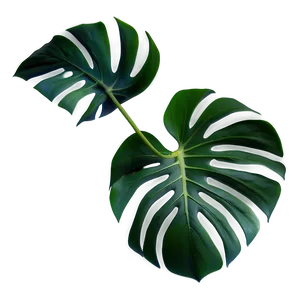 Monstera Plant Leaf Png 47 PNG image