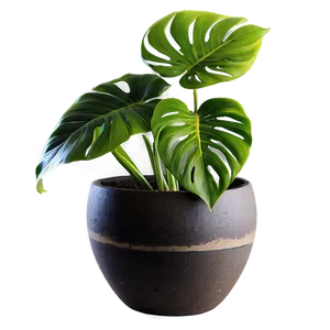 Monstera Plant Pot Png 06212024 PNG image