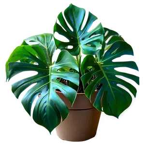 Monstera Plant Top View Png 42 PNG image