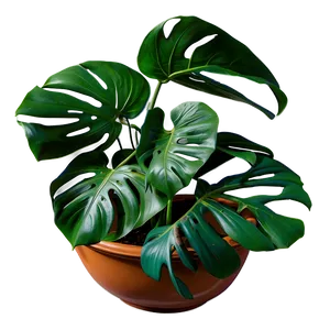 Monstera Plant Top View Png 81 PNG image