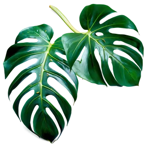 Monstera Plant Top View Png Edk PNG image