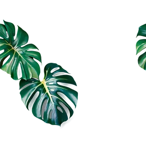 Monstera Plant Top View Png Pyy PNG image