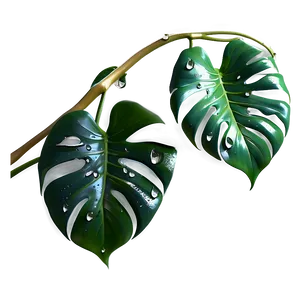 Monstera Plant With Droplets PNG Yrx95 PNG