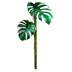 Monstera Plant With Moss Pole PNG 43 PNG
