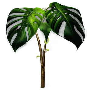 Monstera Plant With Moss Pole PNG Kqw PNG