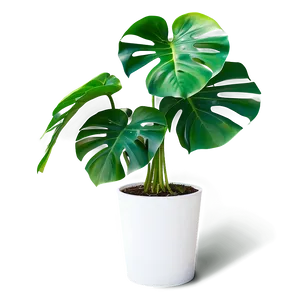 Monstera Plant With Roots PNG Kct59