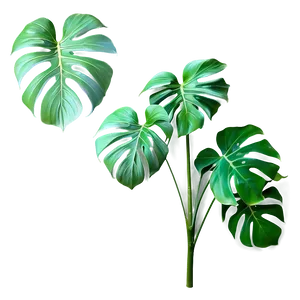 Monstera Plant With Textured Background PNG 58 PNG