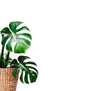 Monstera Plant With Textured Background PNG Fvf76 PNG