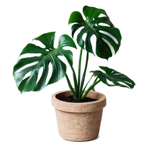 Monstera Plant With Textured Background PNG Mkb38 PNG