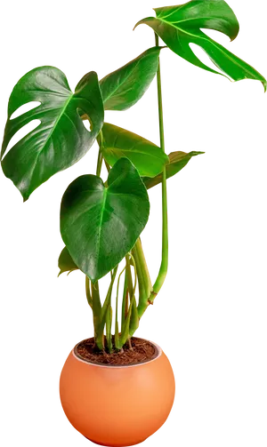 Monstera Plantin Orange Pot PNG image