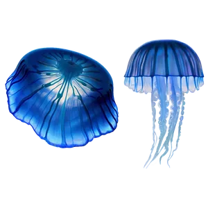 Moon Jelly Ethereal Sea Creature PNG 33 PNG