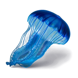 Moon Jelly In Deep Blue PNG Amc2 PNG
