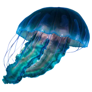 Moon Jelly Transparent Jellyfish PNG Yxx PNG