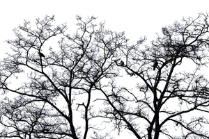 Moonlit Bare Trees Night Sky