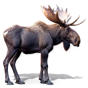 Moose At Dawn PNG 05242024 PNG