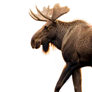 Moose At Dawn PNG 65 PNG